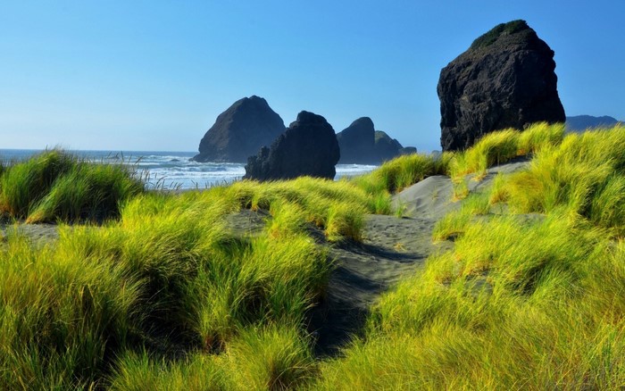 Coastal landscape with sea stacks and dune grass