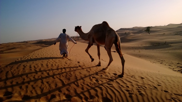 Man leading a camel through desert dunes