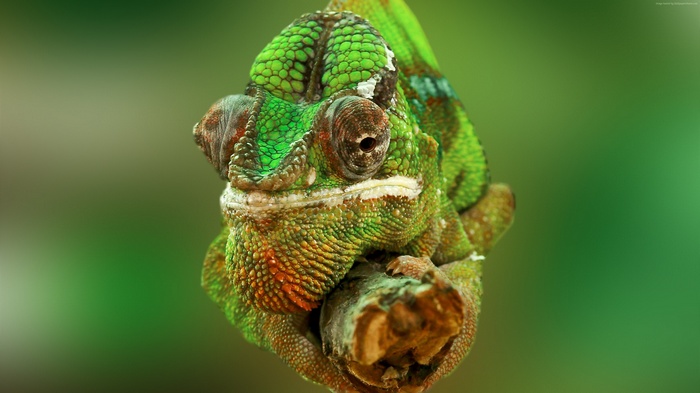 Close-up of a green chameleon on a branch