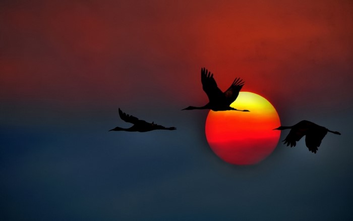 Silhouettes of birds flying against a sunset.