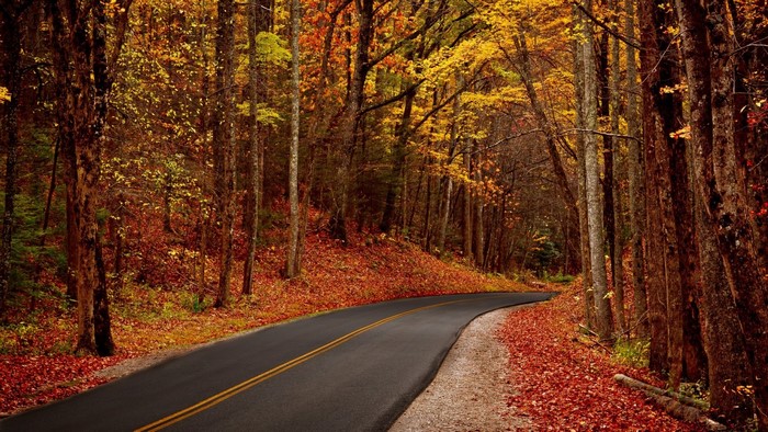 Winding road through an autumn forest with fallen leaves