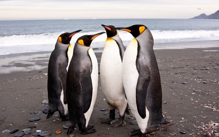 Four King Penguins on a Beach