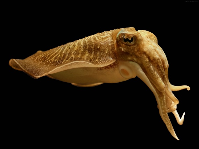 Broadclub Cuttlefish (Sepia latimanus) against black background