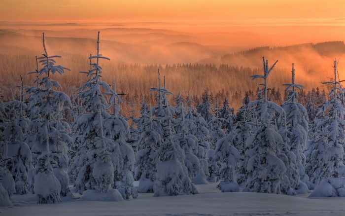 Snow-covered trees at sunset with misty mountains