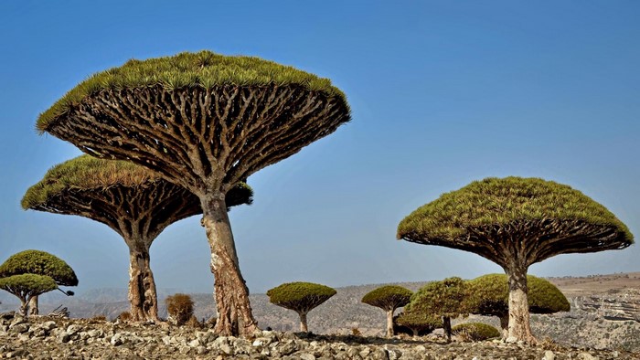 Dragon's Blood Trees on rocky terrain under a blue sky