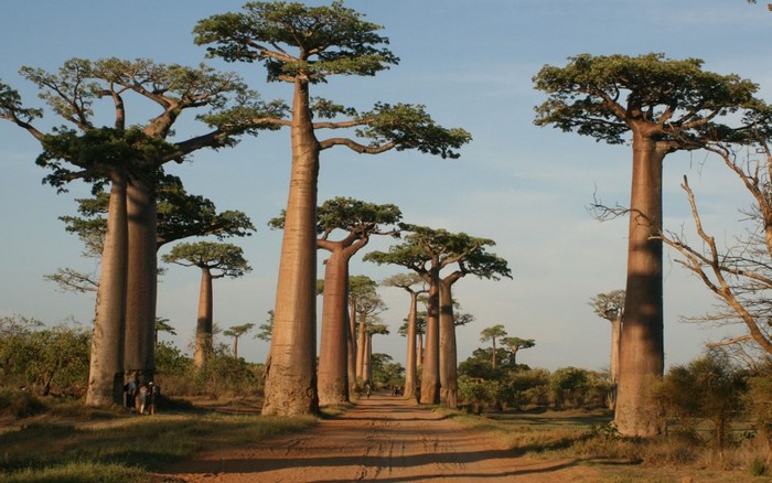 Avenue of Baobab trees in Madagascar