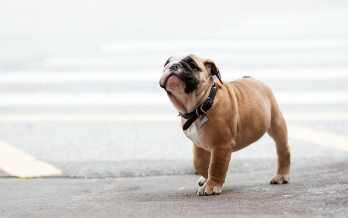 English Bulldog puppy with a collar