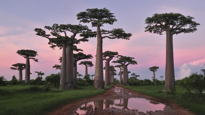 Baobab Trees at Sunset in a Savanna Landscape