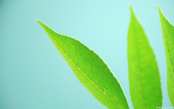 Close up of green leaves against a blue background
