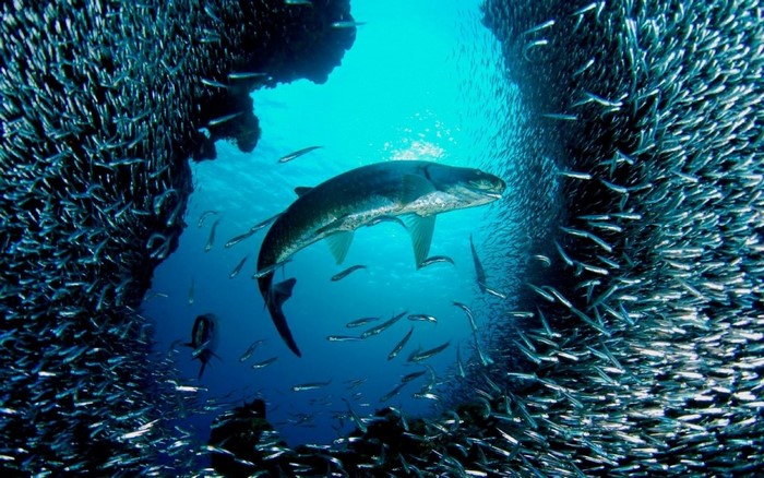 Underwater Scene with Large Fish and School of Small Fish
