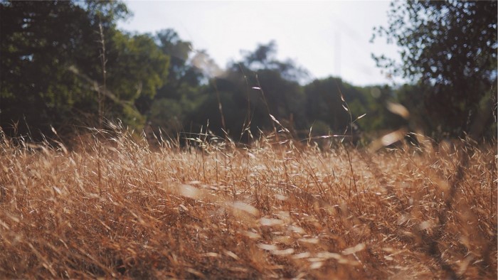 Dry grass in a meadow with trees in the background