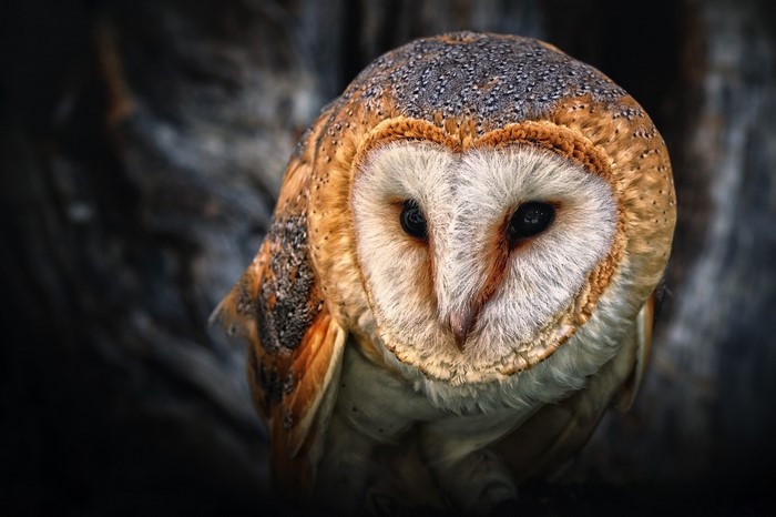 Close up of a barn owl with detailed feathers