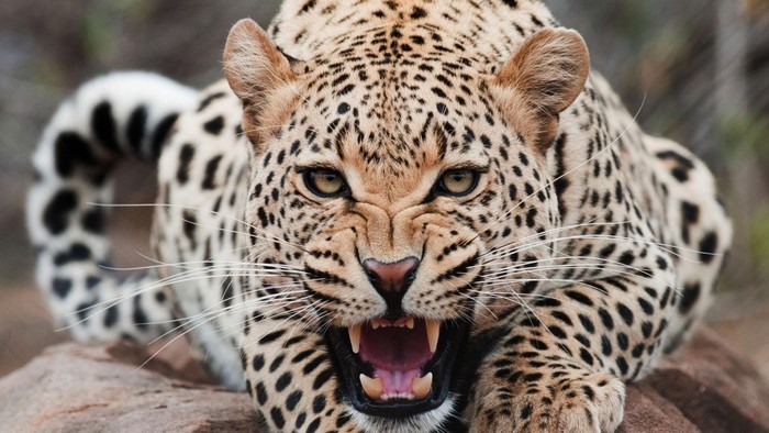 Leopard snarling with mouth open