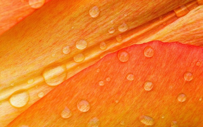 Close up of orange flower petals with water drops