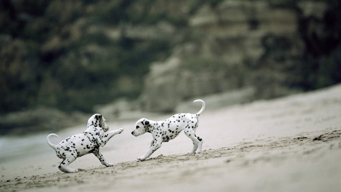 Two Dalmatian puppies playing on a sandy beach