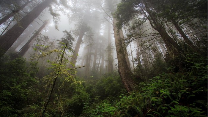 Misty old growth forest with tall trees and lush undergrowth
