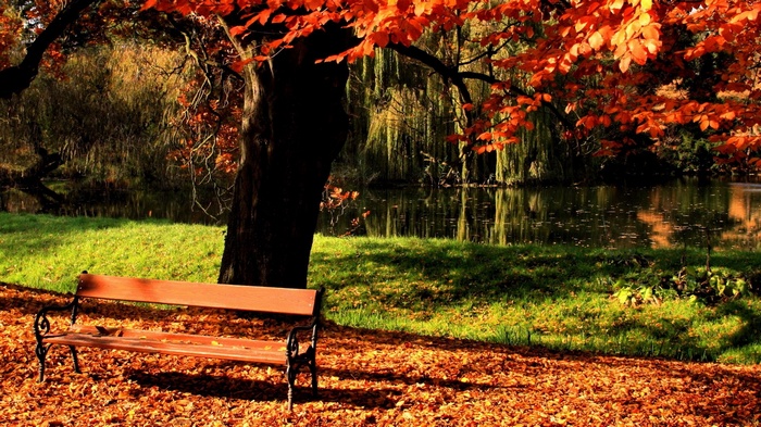 Park bench in autumn with colorful leaves and a pond