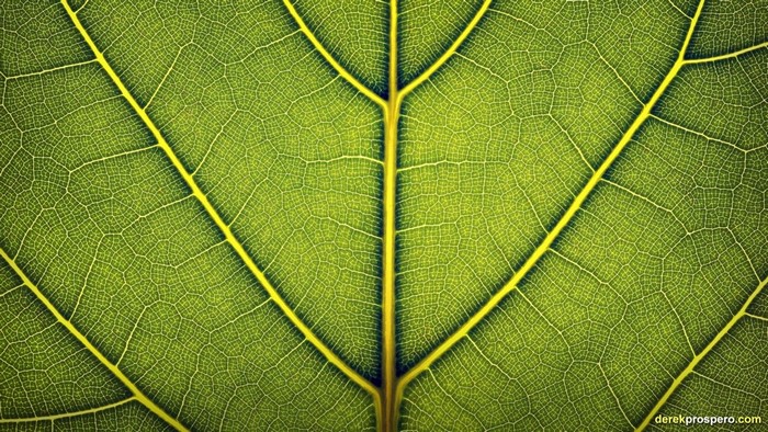 Close-up of a green leaf with yellow veins