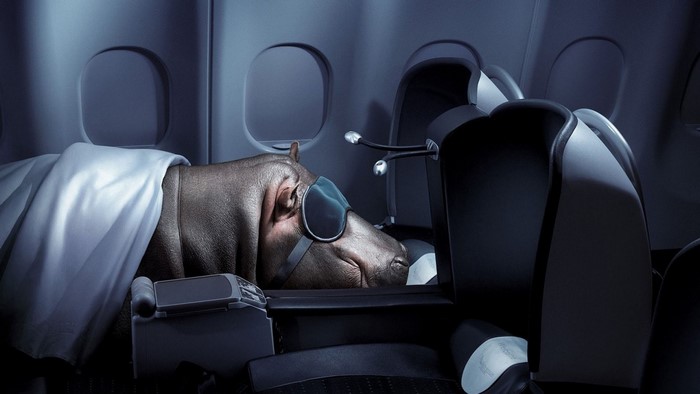 Hippo sleeping in an airplane seat