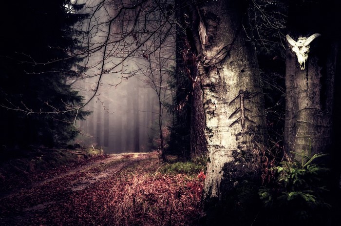 Skull on a tree in a misty forest