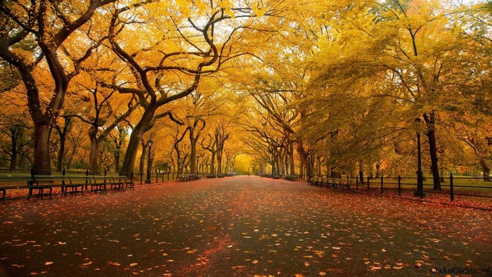 Autumn path lined with trees and benches