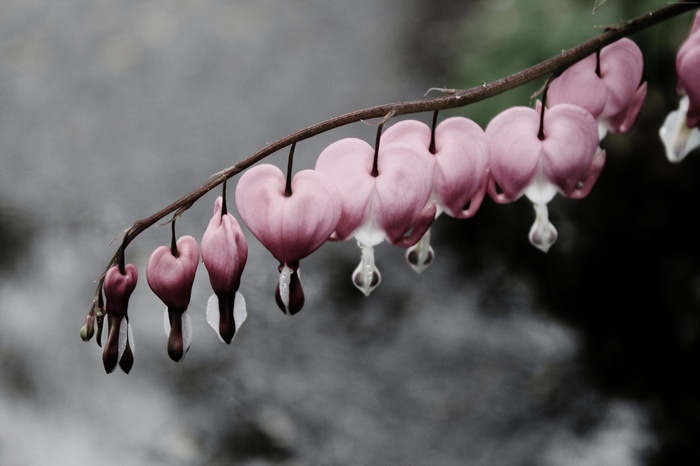 Bleeding hearts flowers with water drops
