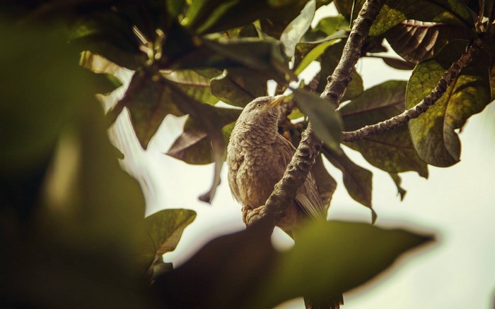 Bird perched on a tree branch among leaves