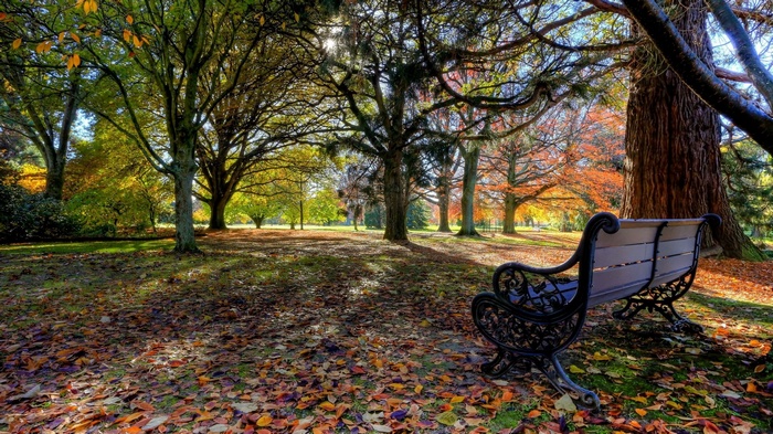 Park bench in autumn with colorful trees