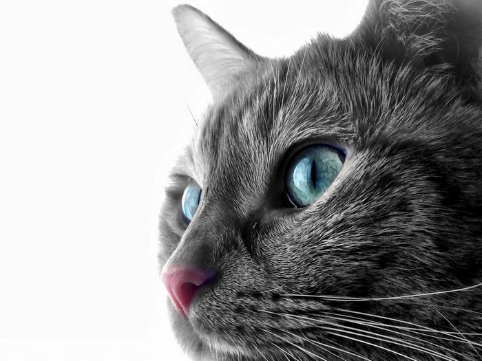 Close up of a gray cat with blue eyes