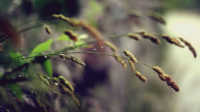 Close-up of grass with water droplets