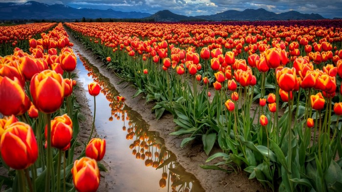 Field of Red and Yellow Tulips with Mountain Reflection