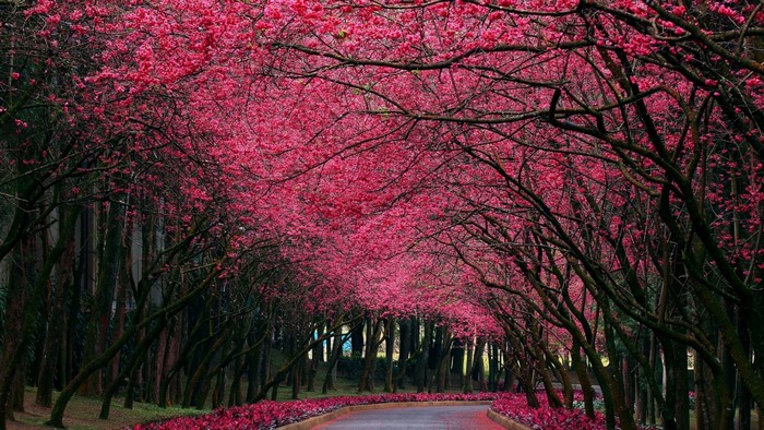 #1143425 trees, forest, nature, branch, cherry blossom, blossom, tree ...