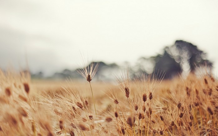Field of wheat with blurred trees in the background