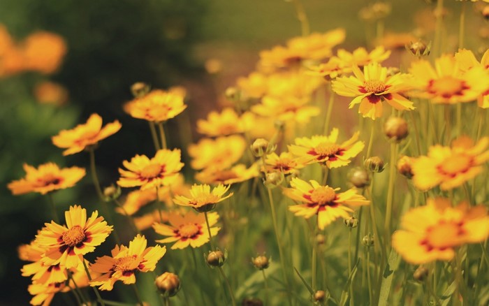 Field of yellow Coreopsis flowers in sunlight