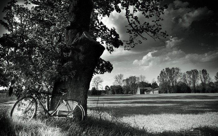 Monochrome image of a bicycle leaning against a tree in a field