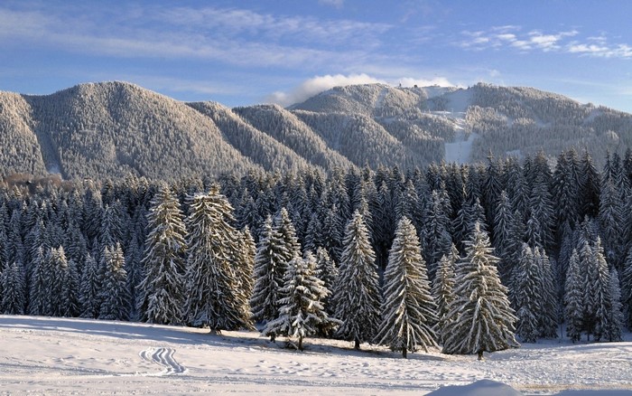 Snow-covered mountains and forest in winter