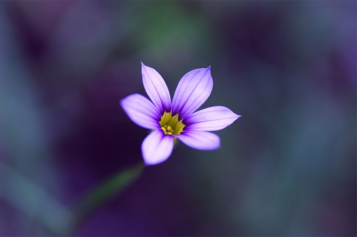 Purple wildflower with yellow center, macro photography