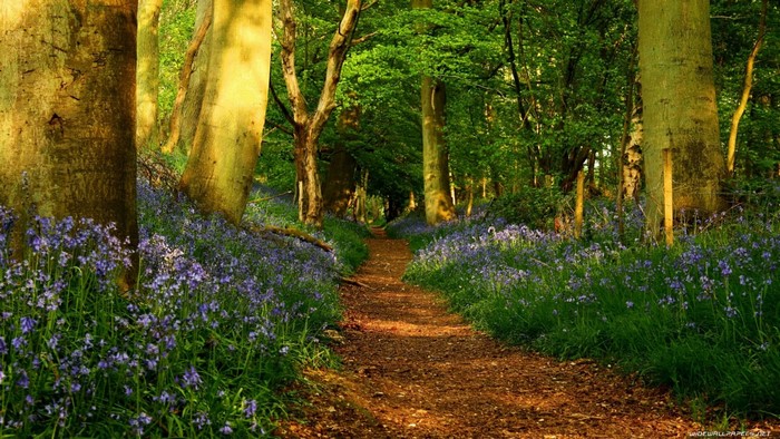 Sunlit Forest Path Through Bluebell Woodland
