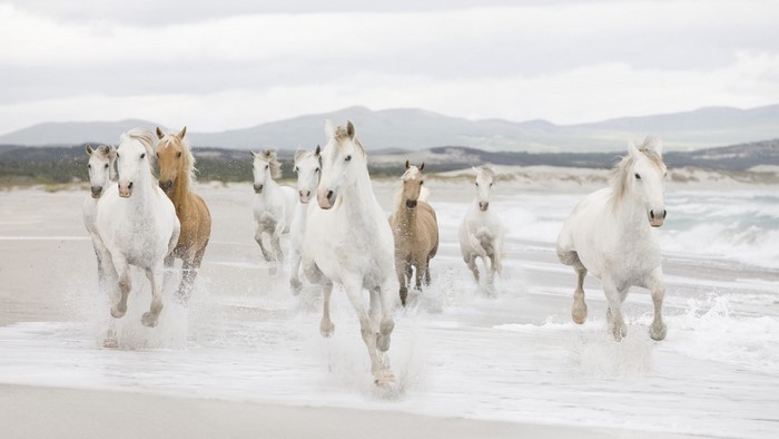 Herd of horses running on a beach