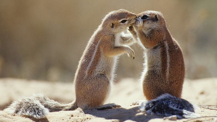 Two ground squirrels interacting in a sandy environment