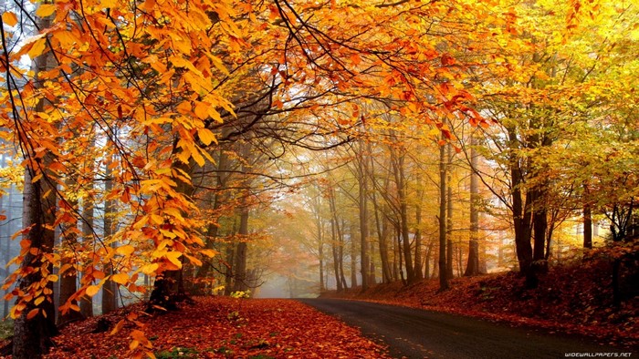 Autumn forest road with colorful leaves