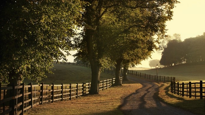 Tree-lined road with fence and lamp post at sunrise