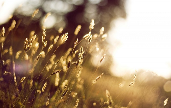 Golden grass stalks in soft sunlight with bokeh background