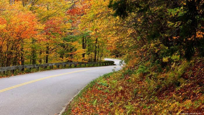 Winding road through autumn forest with colorful leaves