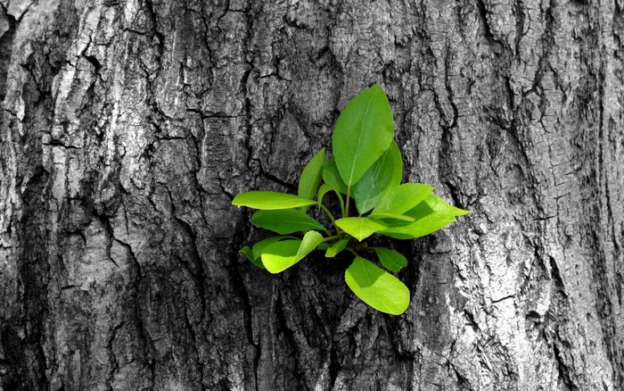 Green leaves growing on a textured tree trunk
