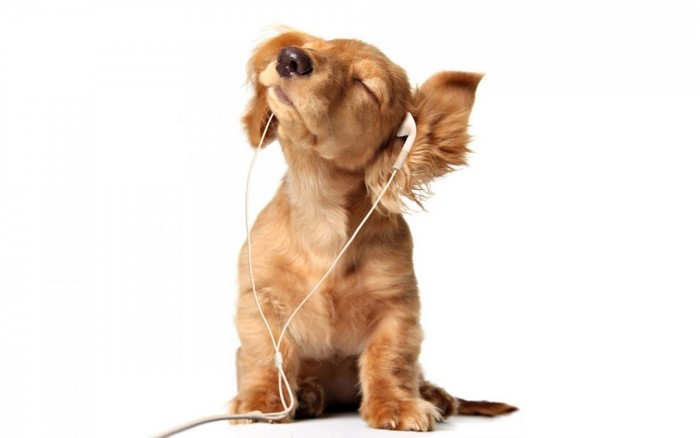 Puppy listening to music with earphones