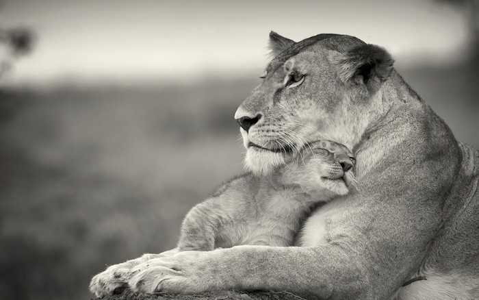 Mother lion hugging her cub in black and white