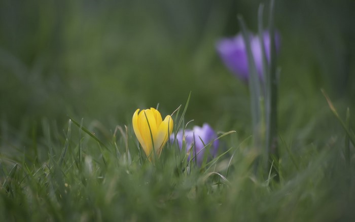Yellow and purple crocuses in green grass