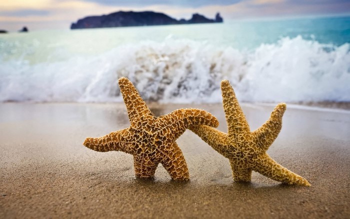 Two starfish on a sandy beach with waves in the background