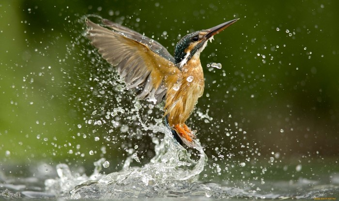 Kingfisher bird splashes water while hunting